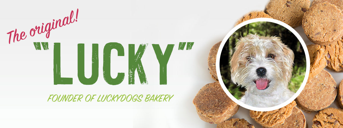 Lucky the founder and inspiration for Luckydogs Bakery dog treats